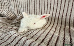 French Lop rabbits for sale: 8 Stunning Giant French lop x mini lop babies  - Image 10