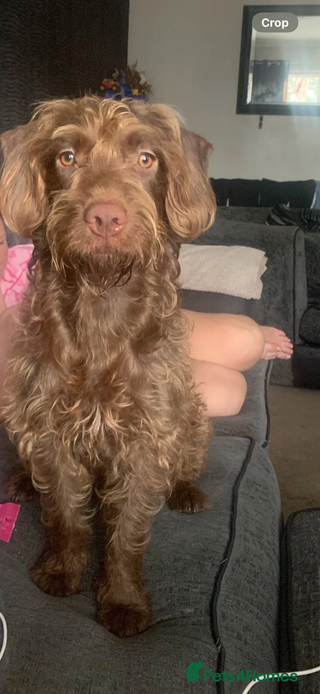 Cockapoo dogs for sale: Cockapoo x patterdale pups ***Due*** in Eyemouth - Advert 2
