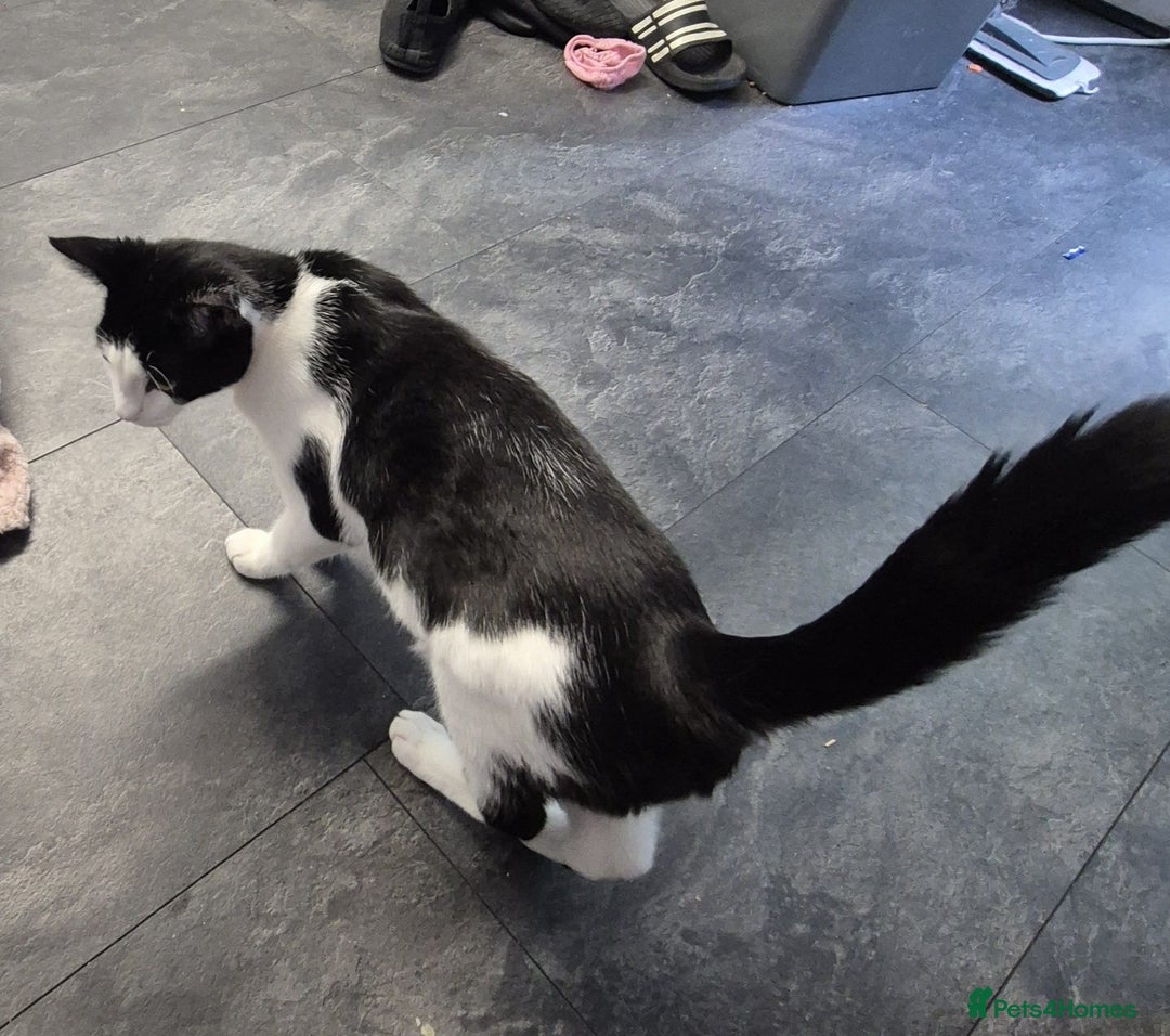 British Shorthair cats for sale: 1xmale black & white and 1xfemale Calico colours  - Image 7