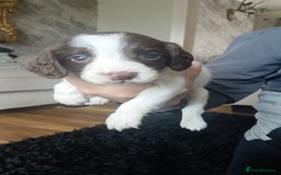 Sprocker dogs for sale: Beautiful litter of sprocker puppies - Image 16