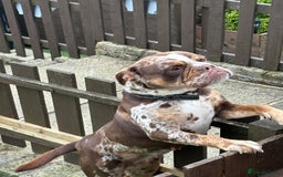 Old Tyme Bulldog dogs for sale: Female for rehoming  - Image 5