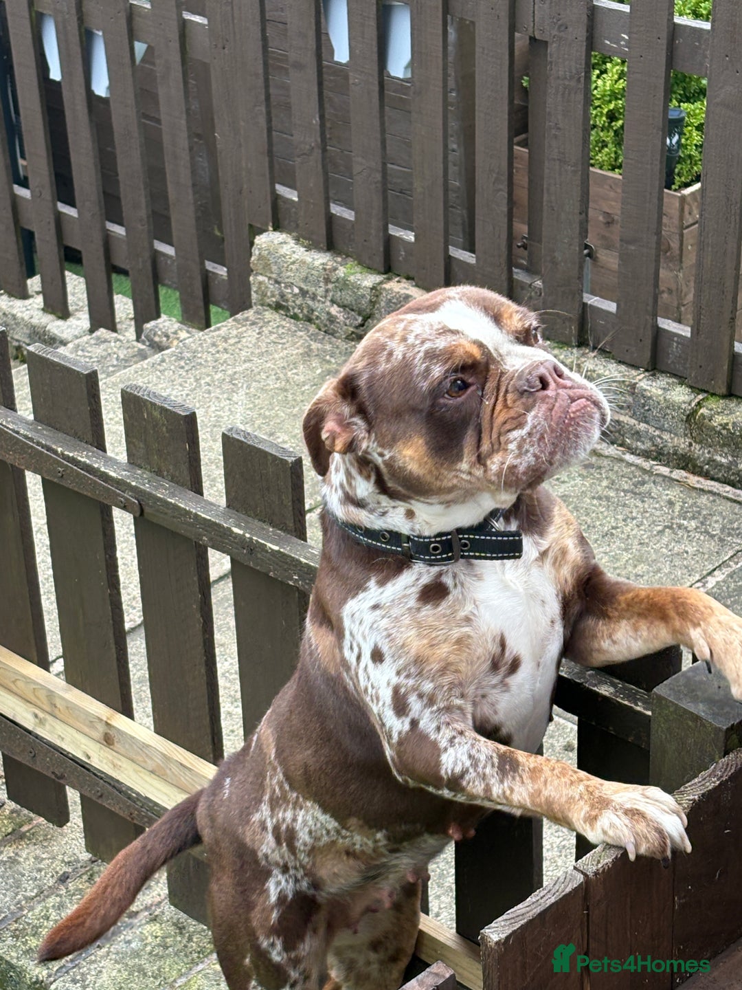Old Tyme Bulldog dogs for sale: Female for rehoming  - Image 5