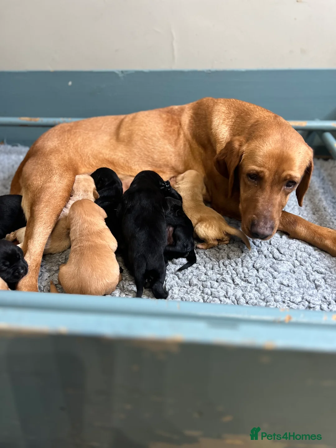 Labrador Retriever dogs for sale: KC REGISTERED LABRADOR RETRIEVER PUPPIES  - Advert 1