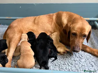 Labrador Retriever dogs KC REGISTERED LABRADOR RETRIEVER PUPPIES - Advert 1