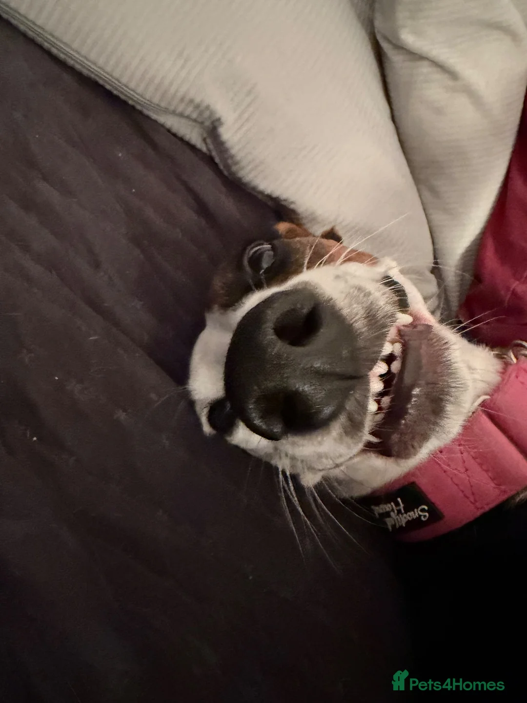 Mixed Breed dogs for sale: Whippet Cross - Bite History in Dagenham - Advert 2