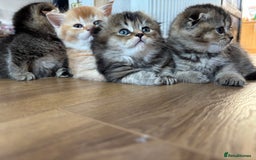 Scottish Fold cats for sale: Scottish fold kittens  - Image 29