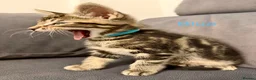 Mixed Breed cats for sale: Tabby kittens  in Abingdon - Advert 17