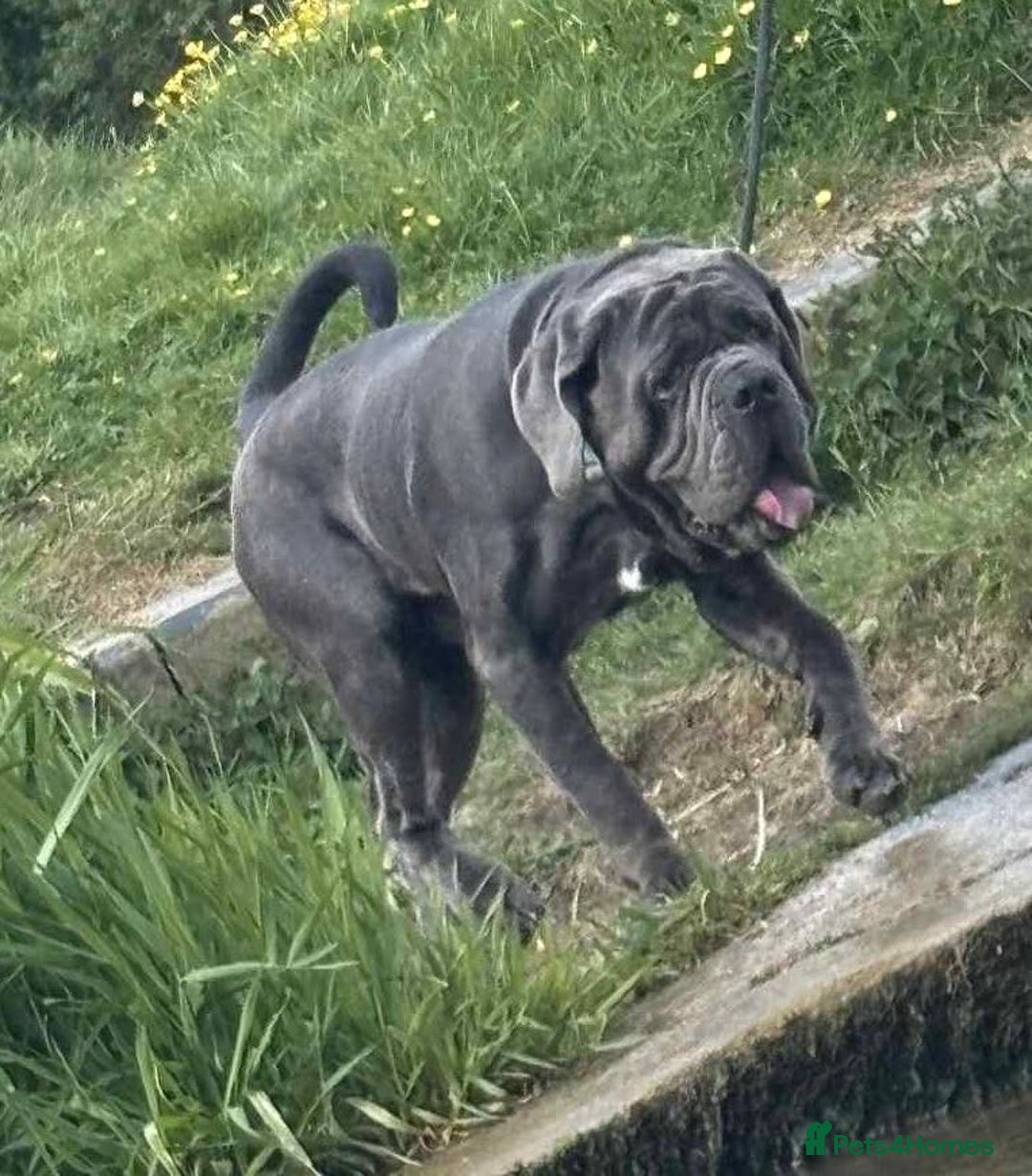 Mixed Breed dogs for sale: German shepherd cross neapolitan mastiff male - Image 5