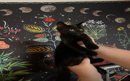 Domestic Shorthair cats for sale: 13 week old female kitten - Image 11