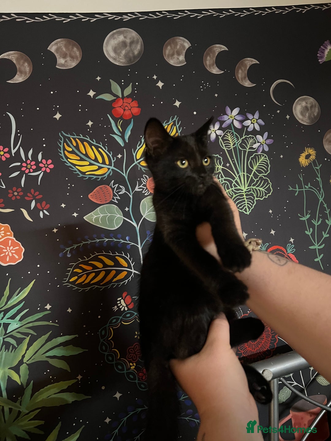 Domestic Shorthair cats for sale: 13 week old female kitten - Image 11