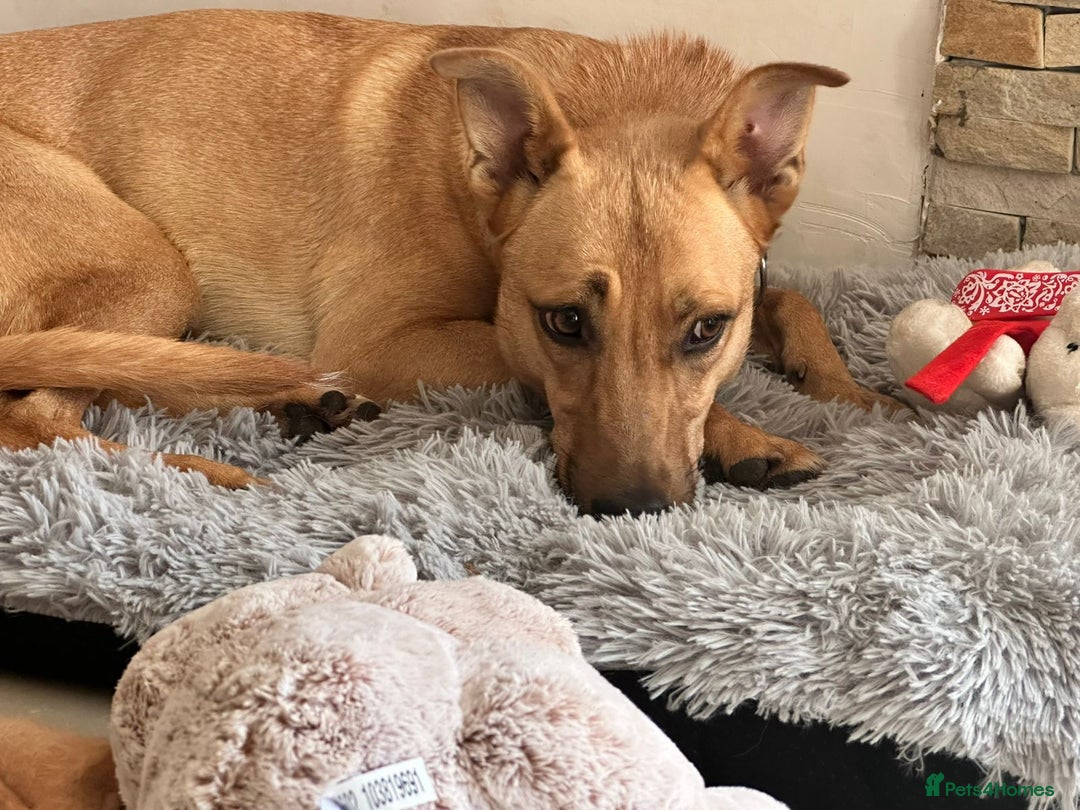 Mixed Breed dogs for adoption: 💖🐶 KURKUMA -1.5-year-old girl, medium-sized🐶💖 - Image 7