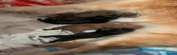 Mixed Breed dogs for sale: Collie mix pups in Gloucester - Advert 12