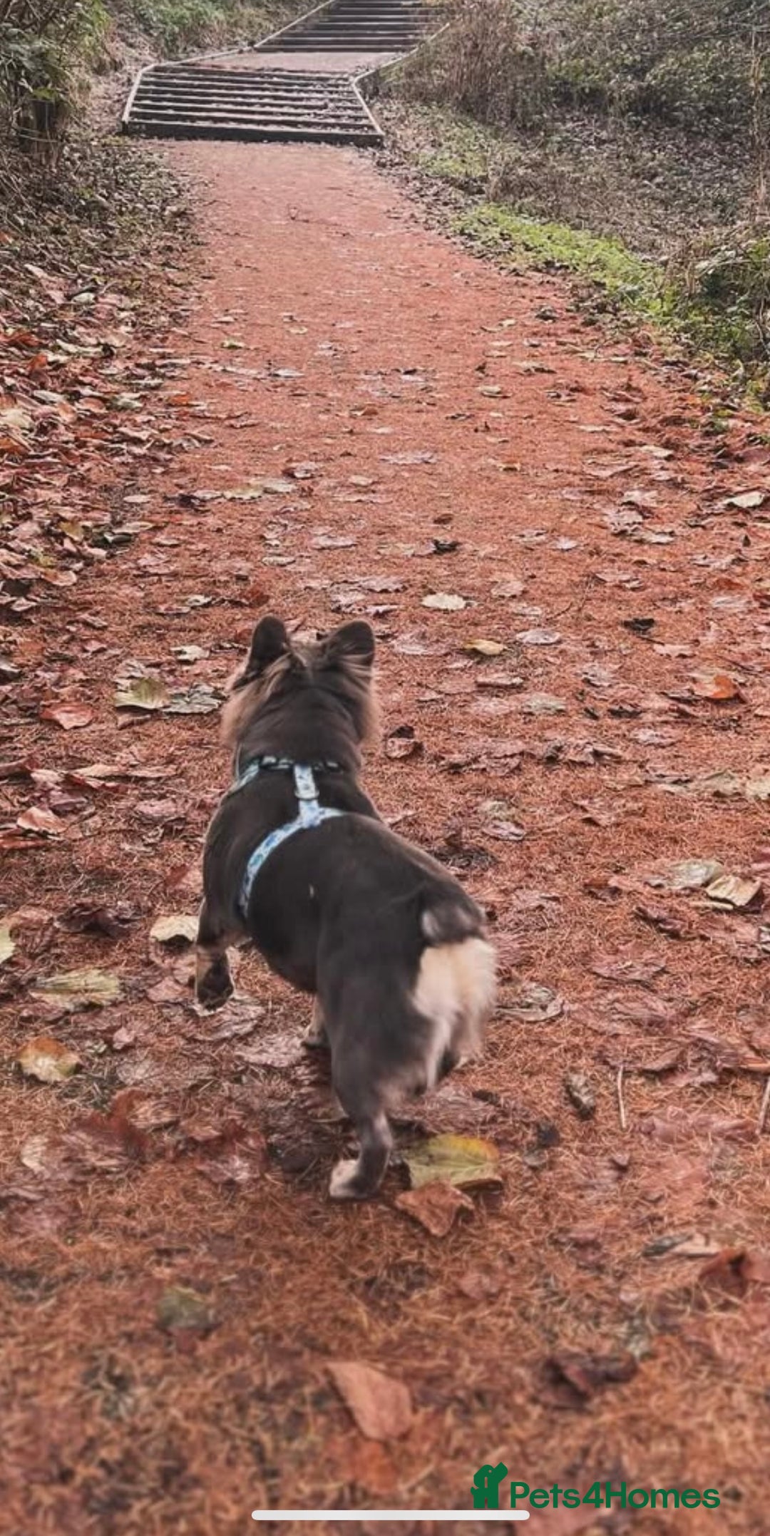 French Bulldog dogs for stud: Fluffy French bulldog STUD - Advert 2