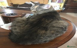 Mixed Breed cats for sale:  Fluffy Ginger Boy & Fluffy Tabby Girl Kitten - Image 22