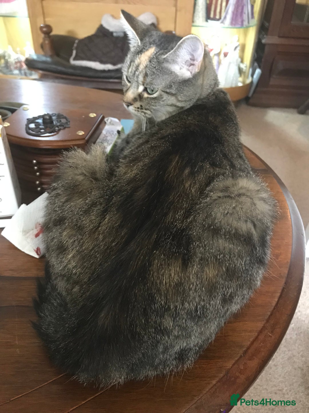 Mixed Breed cats for sale:  Fluffy Ginger Boy & Fluffy Tabby Girl Kitten - Image 22