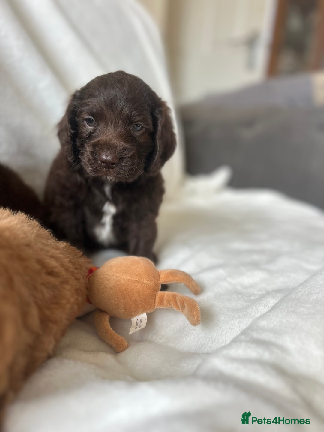 Cockapoo dogs for sale: beautiful toy cockapoo - Image 20