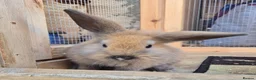 Mini Lion Lop rabbits for sale: Lion lops blue tort and chocolate tort  - Advert 1