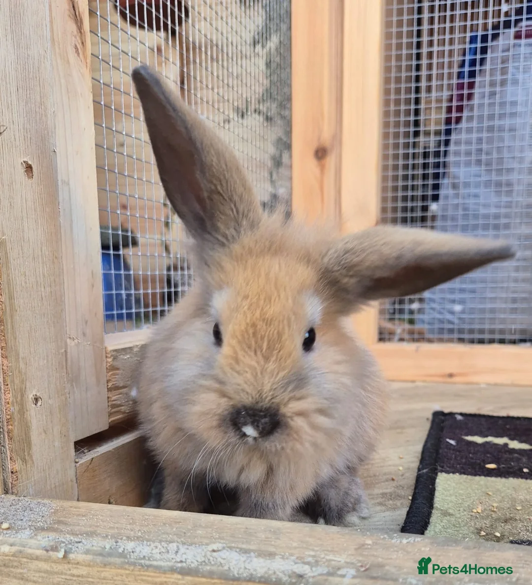 Mini Lion Lop rabbits for sale: Lion lops blue tort and chocolate tort  - Advert 1