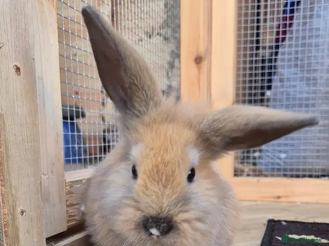 Mini Lion Lop rabbits for sale: Lion lops blue tort and chocolate tort - Advert 1