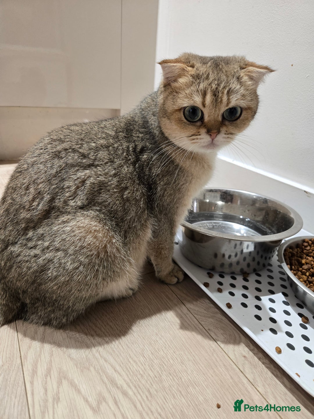 British Shorthair cats for sale: British Shorthair kittens STUNNING 🐈 😺  - Advert 2