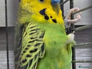 Budgerigars birds Young budgies for sale. - Advert 1