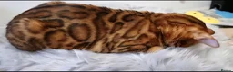 Bengal cats for sale: Tica registered brown bengal girl  - Advert 2