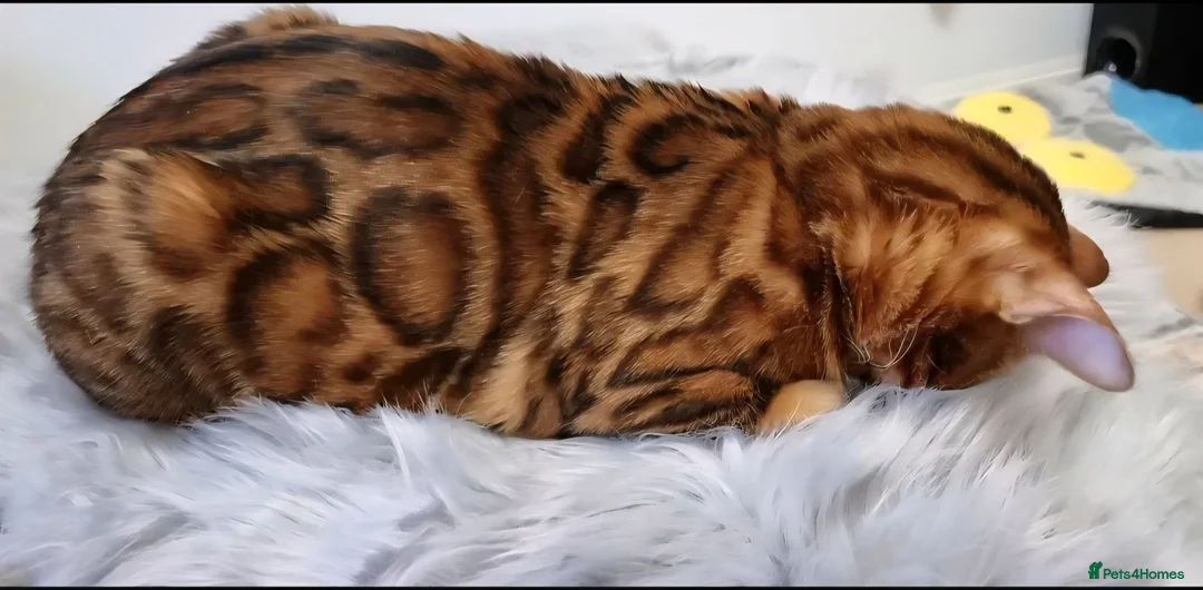 Bengal cats for sale: Tica registered brown bengal girl  - Advert 2