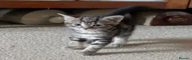Domestic Shorthair 4
