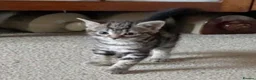 Domestic Shorthair cats for sale: Kittens looking for loving homes - Advert 5