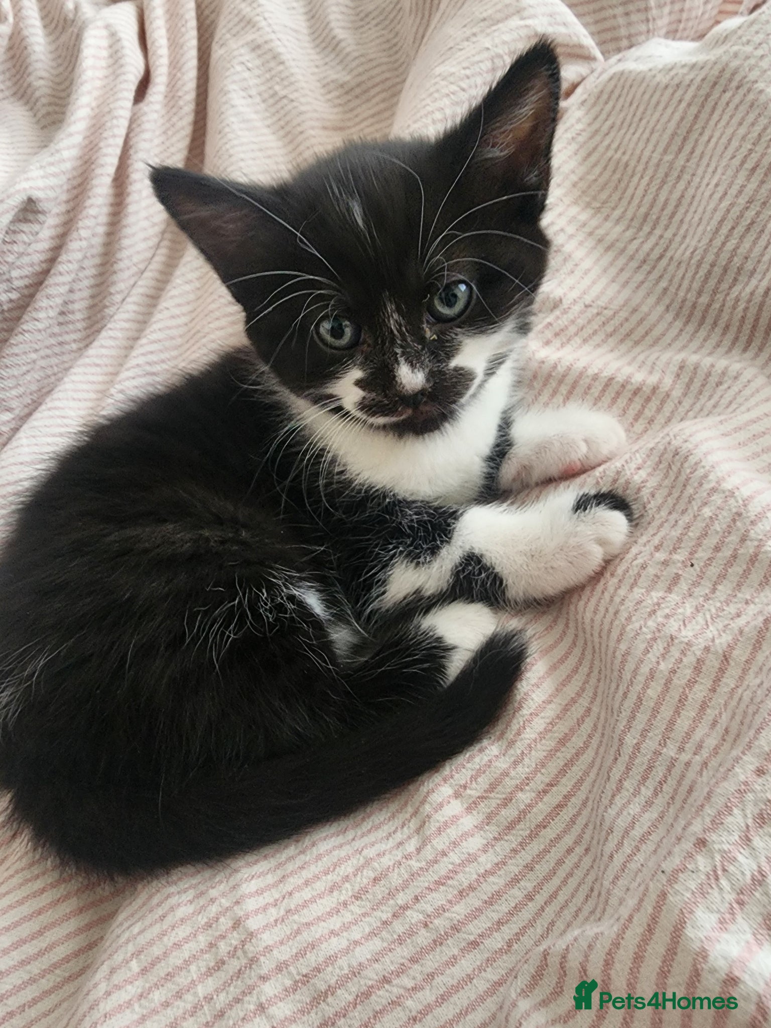 Mixed Breed cats for sale: 2 little Tuxedo new born kittens - Advert 5