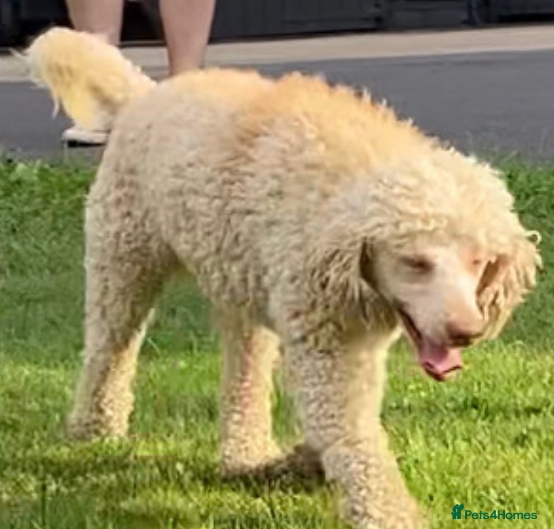 Miniature Poodle dogs for stud: Miniature poodle for  stud only - Image 1