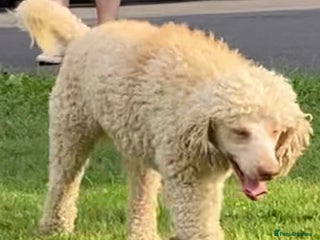 Miniature Poodle dogs - Advert 27