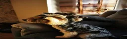 Yorkshire Terrier dogs for sale: Looking for Her Forever Home in Edinburgh - Advert 4