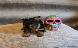 Yorkshire Terrier dogs for sale: Miniature Pedigree Yorkshire Terrier Puppies - Image 12