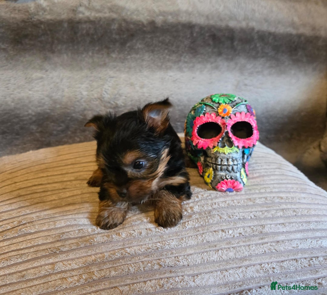 Yorkshire Terrier dogs for sale: Miniature Pedigree Yorkshire Terrier Puppies - Image 12