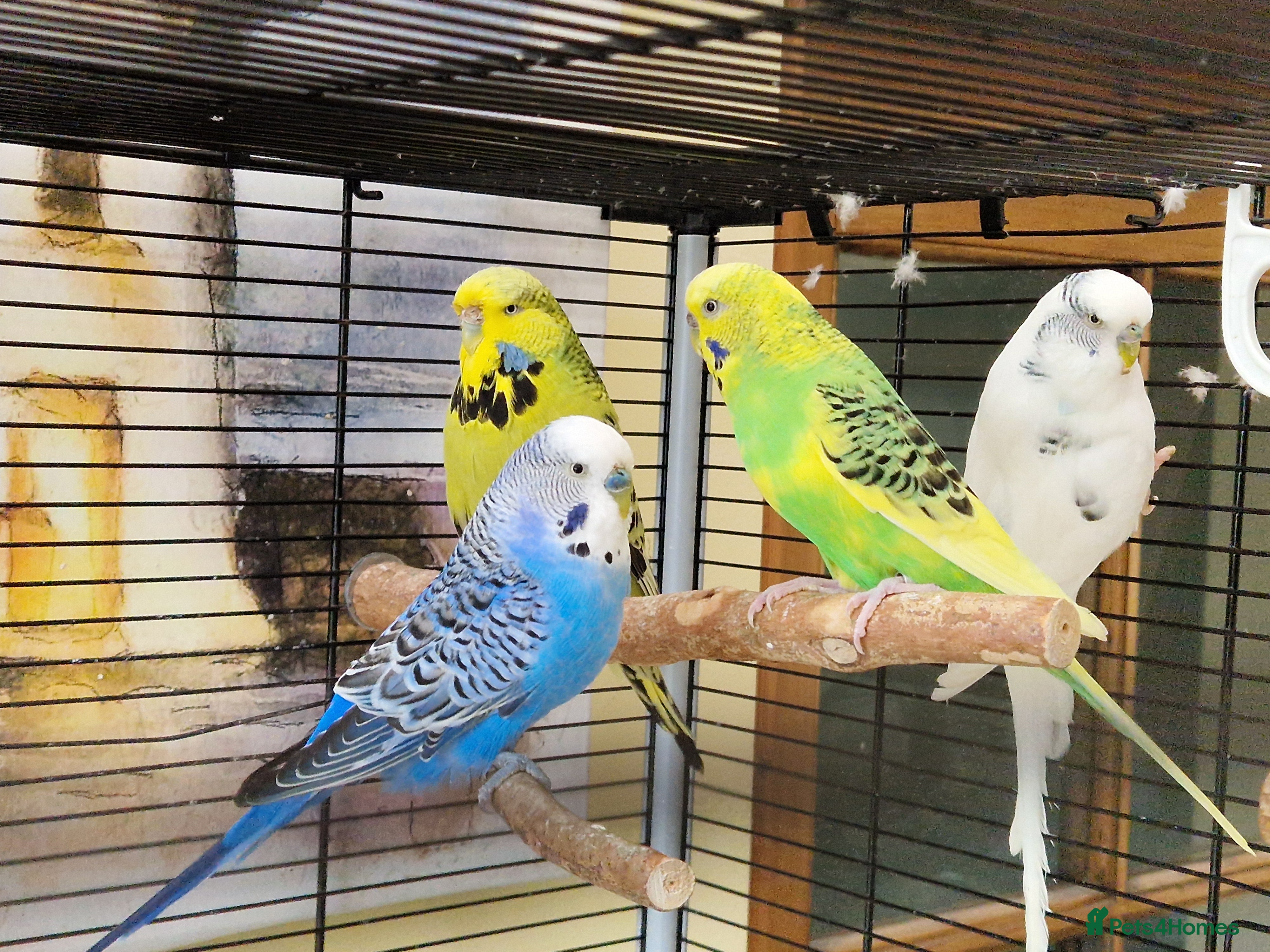 Budgerigars birds Budgerigars - Advert 1