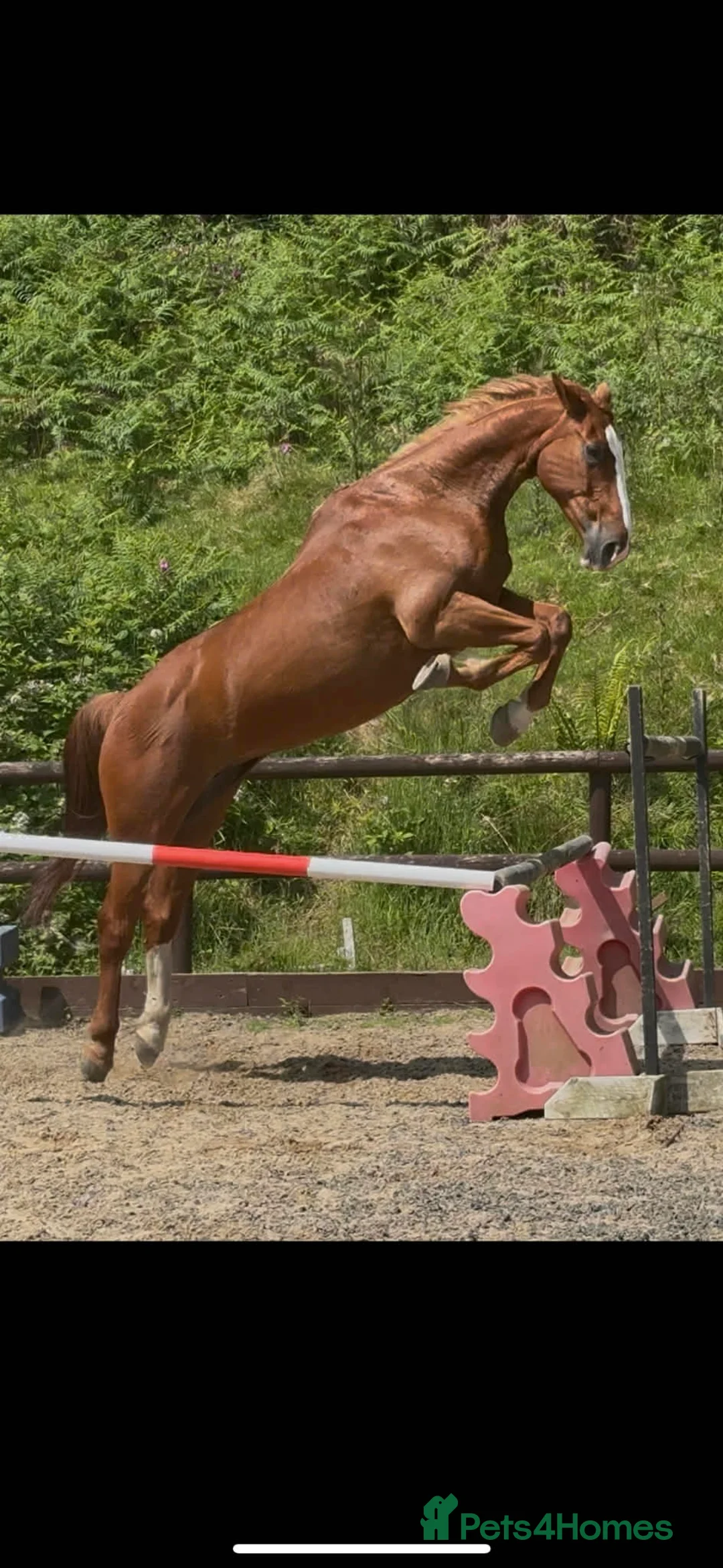 Belgian Warmblood horses for sale: Cortynan girl - offered as a broodmare  - Advert 2