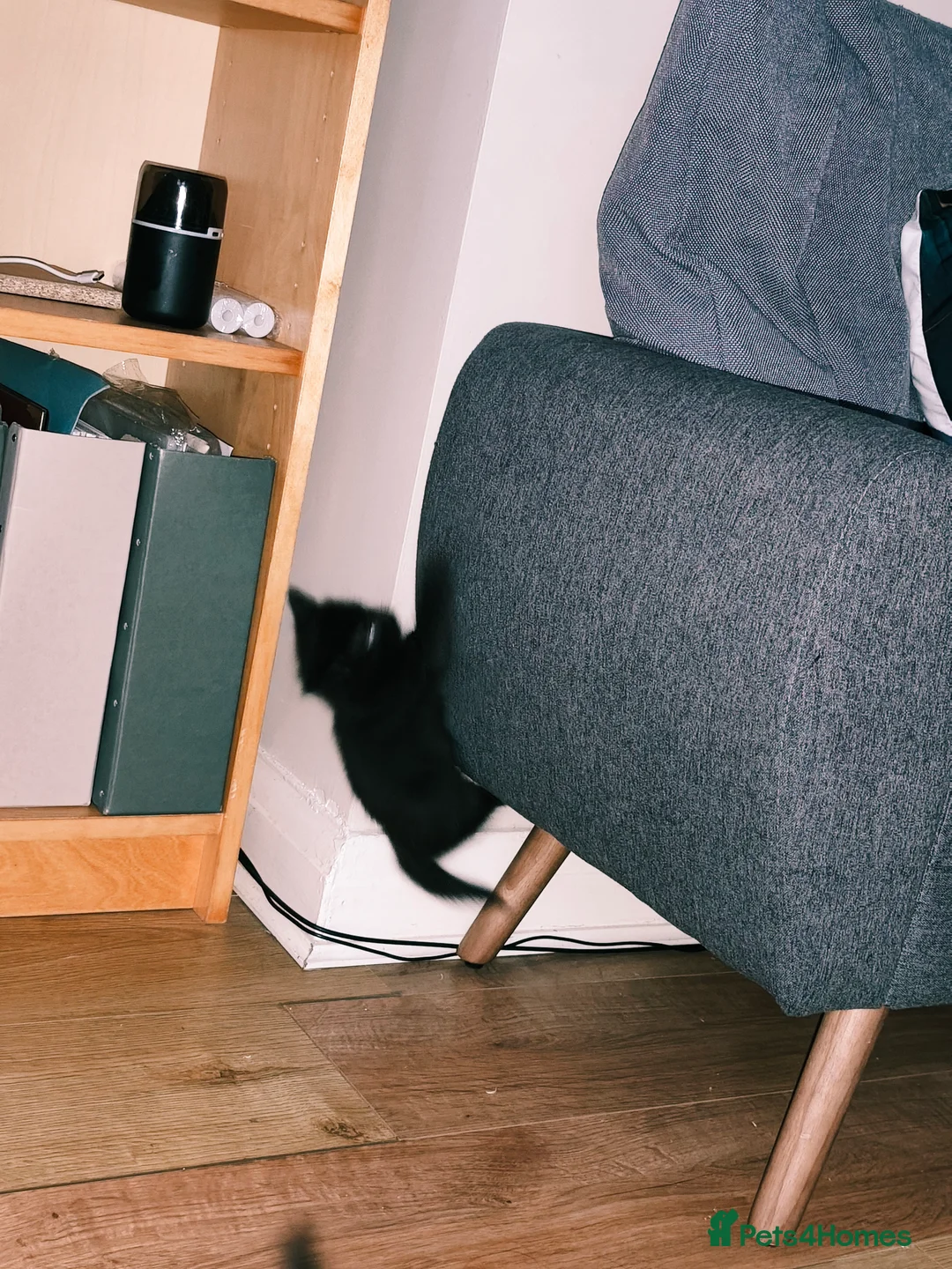 Mixed Breed cats for sale: Beautiful, Affectionate & Well-Socialised Kittens  - Advert 3