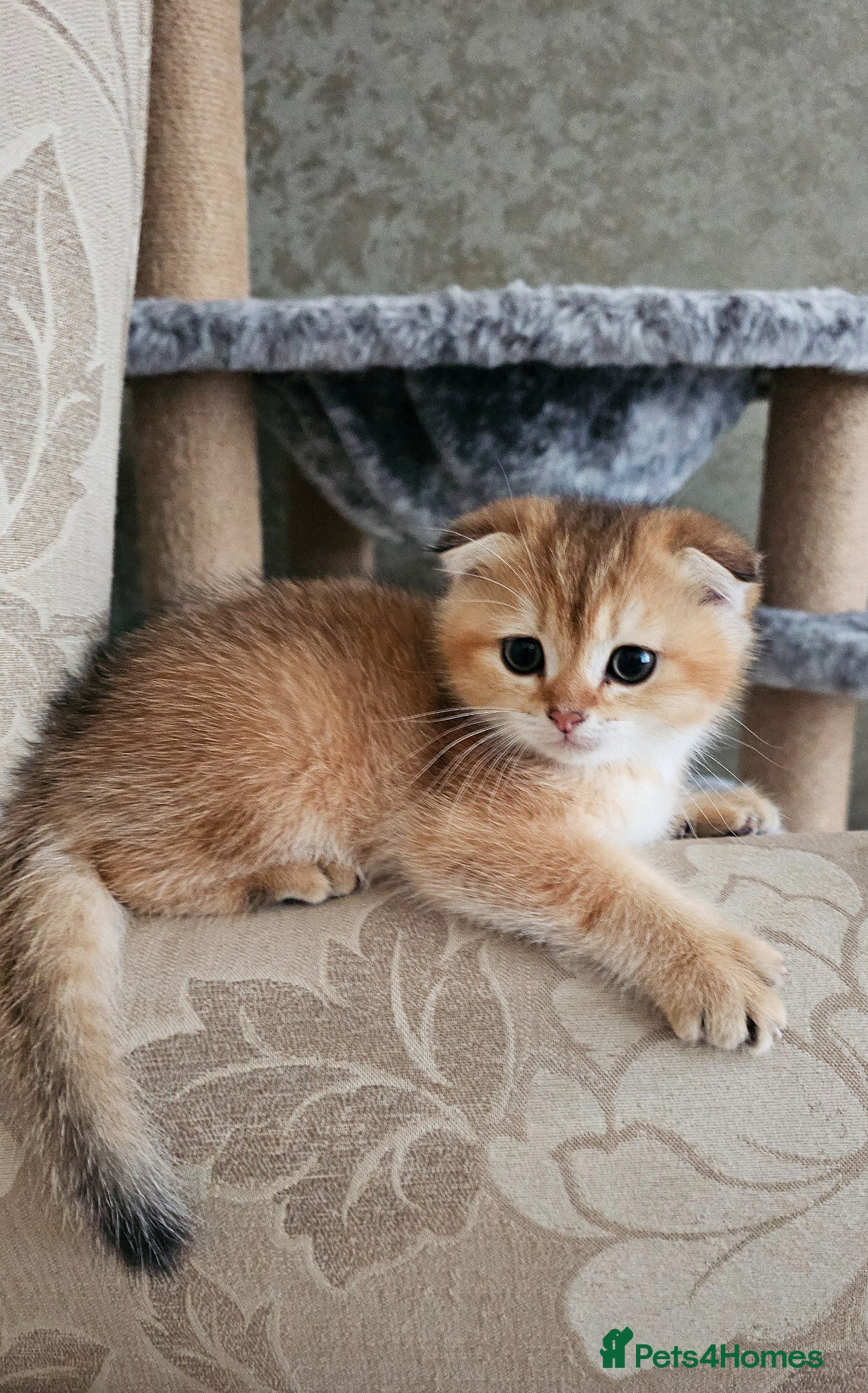 Scottish Fold cats Pedigree SF kittens😻READY FOR RESERVATION - Advert 15
