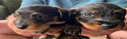 Miniature Dachshund dogs for sale: Miniature Wire haired Dachshund  - Advert 15