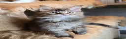 Maine Coon cats for sale: Stunning GCCF Maine Coon kittens - Advert 9