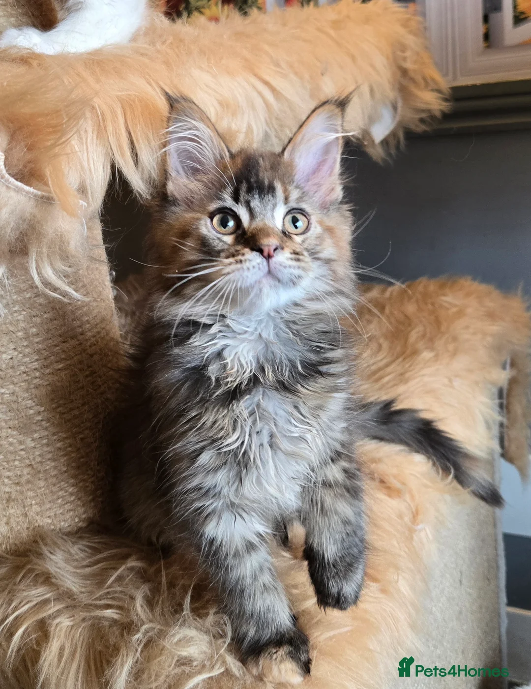 Maine Coon cats for sale: Stunning GCCF Maine Coon kittens - Advert 9