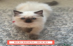 Ragdoll cats for sale: GORGREOUS 1/2 PEDIGREE RAGDOLL KITTENS 💗 - Image 16