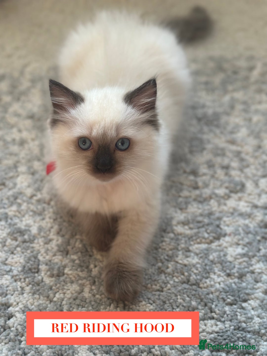 Ragdoll cats for sale: GORGREOUS 1/2 PEDIGREE RAGDOLL KITTENS 💗 - Image 16