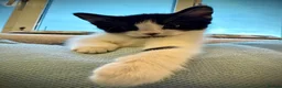 Mixed Breed cats for sale: 🐾 Clean, Healthy Bombay x Turkish Van Kittens - Advert 4
