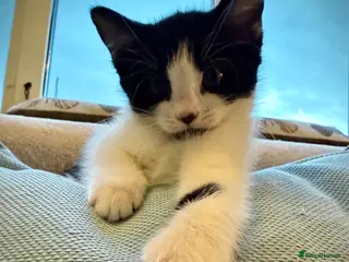 Mixed Breed cats 🐾 Clean, Healthy Bombay x Turkish Van Kittens - Advert 10