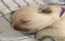 Golden Retriever dogs for sale: Beautiful litter of KC Golden Retrievers  - Image 2