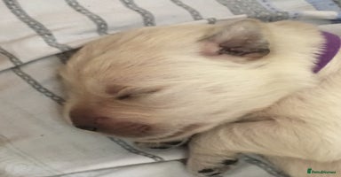 Golden Retriever dogs Beautiful litter of KC Golden Retrievers  - Advert 7