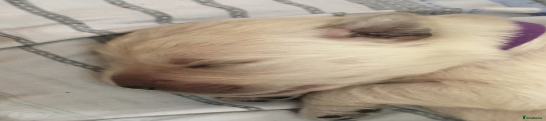 Golden Retriever Puppy 4