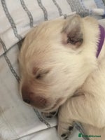 Golden Retriever dogs Beautiful litter of KC Golden Retrievers - Advert 7